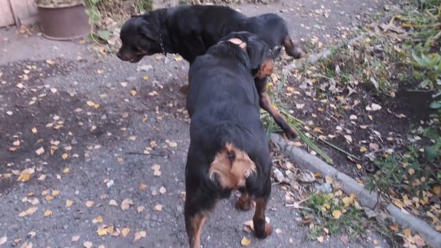 Получатся ли щенки в этот раз? Ротвейлер Мирана смотреть онлайн