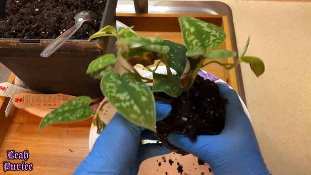 Introducing My Silver Pothos and Succulents || Repotting my Silver Pothos Plants смотреть онлайн