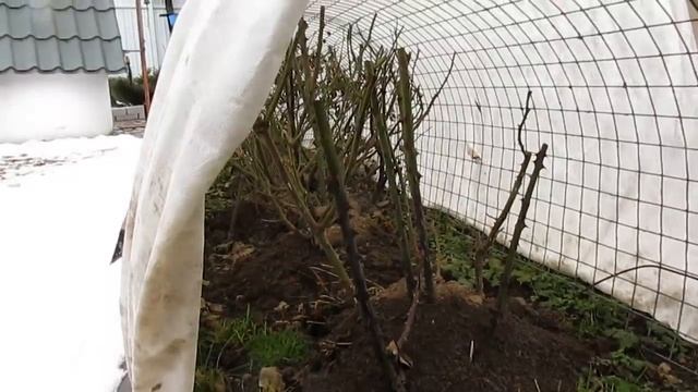 Дача.Состояние роз после зимы под "суперукрытием". Пора раскрывать розы смотреть онлайн