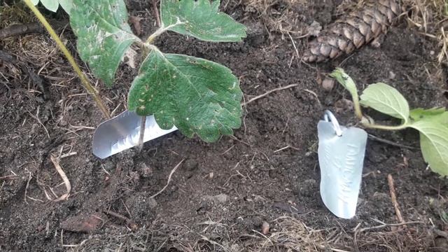 Клубника сорт Талисман смотреть онлайн