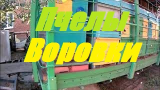 Пчёлы воруют мёд у соседей.Нозематоз_Осмотр пчелосемей завершён.Акарасан против Варроа. смотреть онлайн