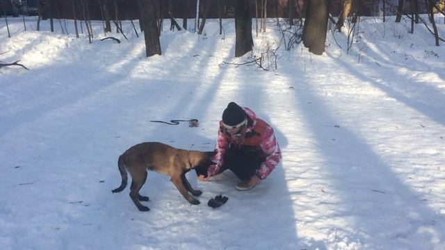 Обучение щенка. Начинаем приучать к месту смотреть онлайн