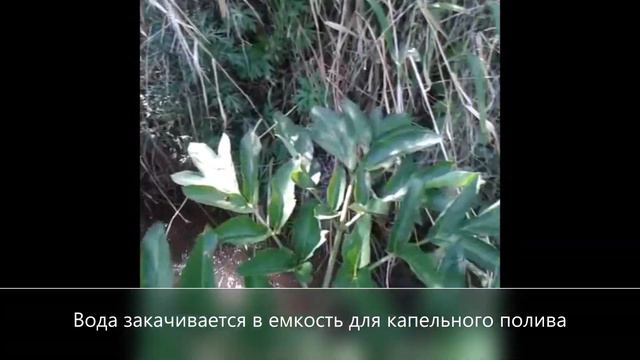 На даче! Работа водяного насоса Гидротаран Рогозина ГТ-150 для капельного полива . смотреть онлайн