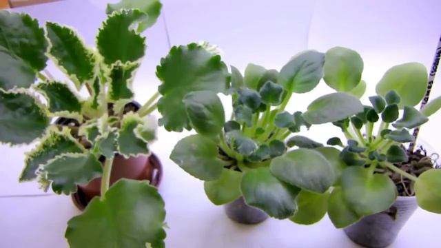 ТОРФ УБИВАЕТ ФИАЛКИ. КАК ПРОВЕРИТЬ КАЧЕСТВО ТОРФА. Юлия Датта смотреть онлайн