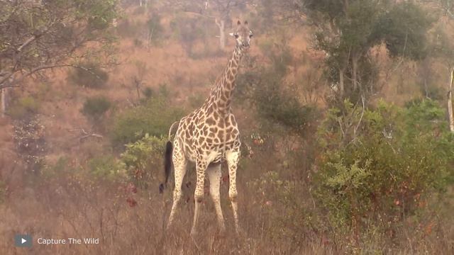 Самые Удивительные Роды у Животных смотреть онлайн