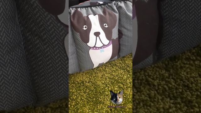 Лежак для собак: ДРУЖОК / Dog bed: DRUZHOK смотреть онлайн