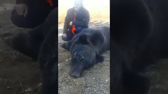 Девушка на марк 2 сбила насмерть медведя в Амурской области. Свободненский район смотреть онлайн