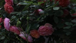 Роза Эбб Тайд Леди  оф Шалот и др 2020