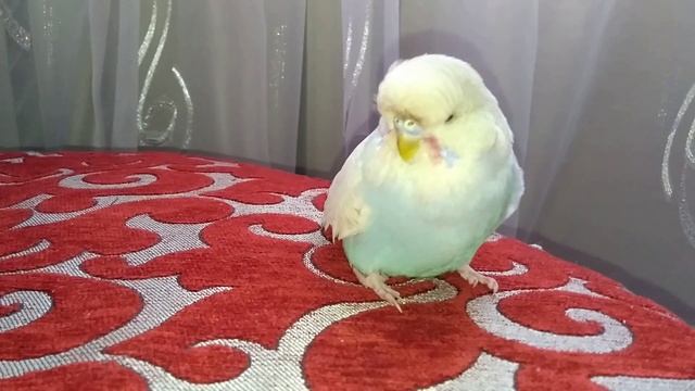 Наш новый питомец попугай Чех смотреть онлайн