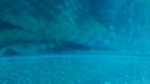 Сажу на нерест Тернецию ГЛО.(Инкубация икры)