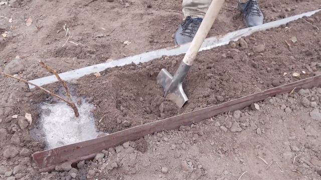 Посадите малину правильно. Как посадить малину. смотреть онлайн