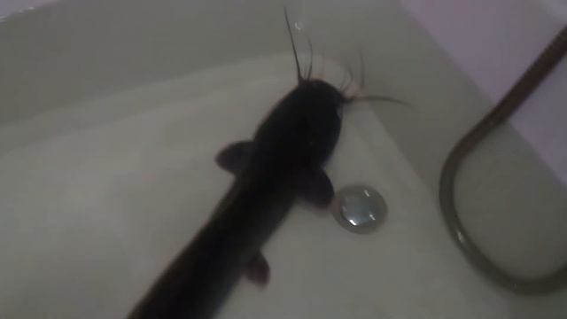 #Экоферма #УЗВ #Акваферма. #Африканский #клариевый #сом. Вкусная и полезная рыба. смотреть онлайн