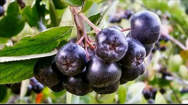 Учим Делать с Осознанностью