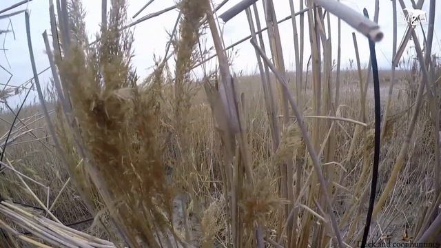 Ördək və qaşqaldaq ovu 2020 Duck and coot hunting Охота на уток и лысух смотреть онлайн