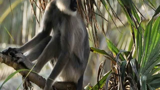 Шри-Ланка, Hambantota District, Тангалла - Turtle Bay 3 Star