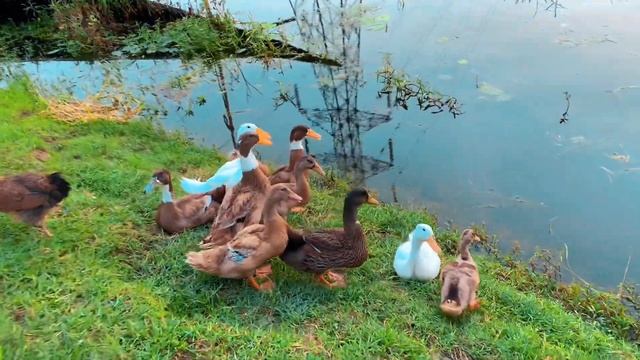 কোটি টাকার View | Vlog-55 | Sanjiidul Ahhhmeed Sojiib смотреть онлайн