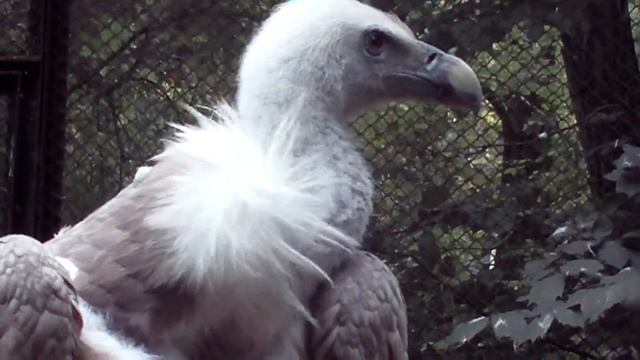 Griffon - Грифон - Griffon - Sęp płowy - Zoo w Łodzi 2012 смотреть онлайн