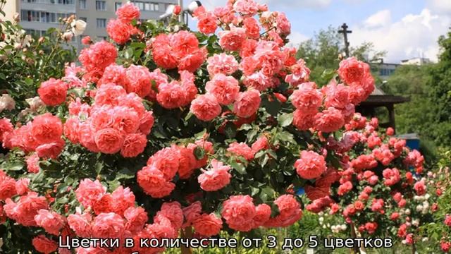 Роза Розариум Ютерсен смотреть онлайн