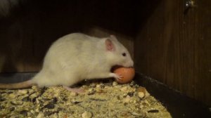 Крысы и яйцо.