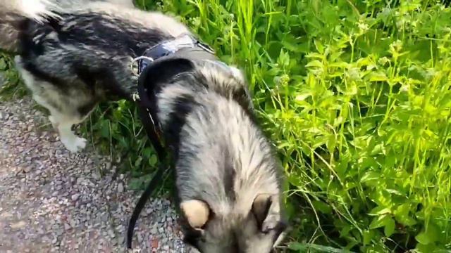 Хась Рей послушный пёс! смотреть онлайн