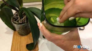 Орхидеи.Подкормка чесночной водой.