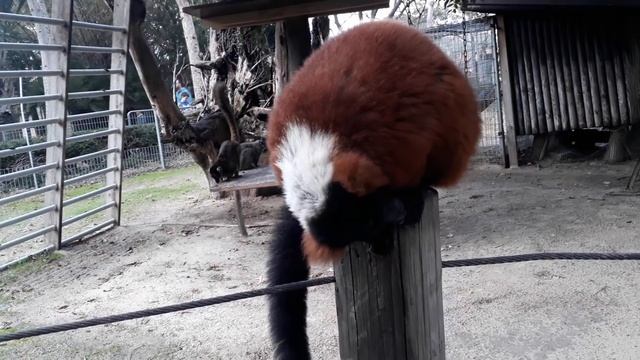 Лемуры - самые милые и забавные животные в мире! | Зоопарк Кирьят Моцкин. | Lemurs Funny! смотреть онлайн