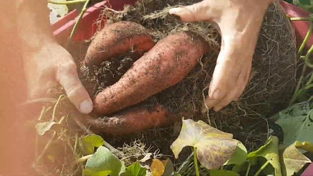 Вырастить батат в ведре. Эксперимент 2018 смотреть онлайн