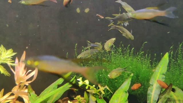 Мой аквариум 50 литров с мелкими радужницами 15.10.2023 смотреть онлайн