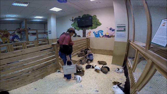 Леонид в контактном зоопарке "Страна Енотия". смотреть онлайн