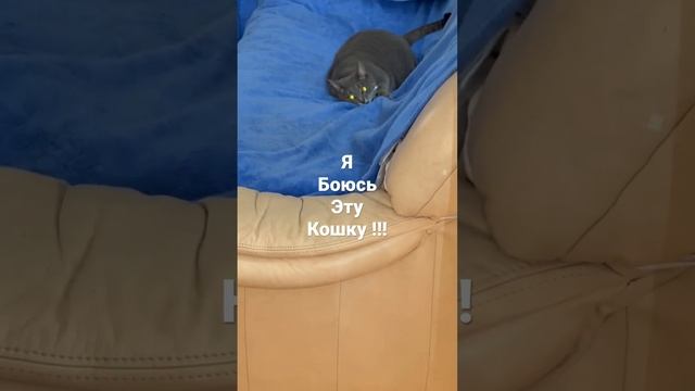 У Кошки глаза горят !!! смотреть онлайн