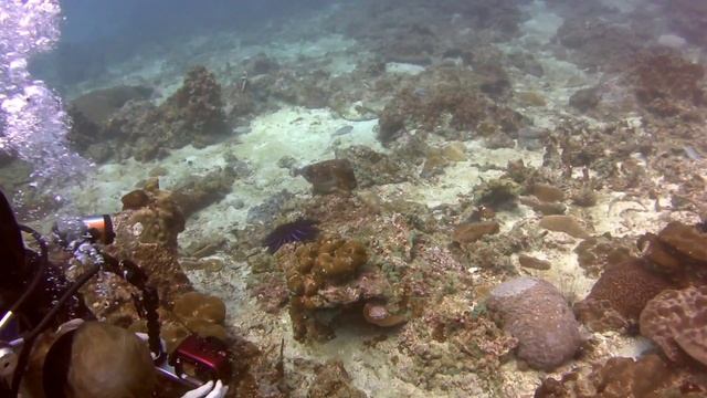 Пхи Пхи Дайвинг сентябрь 2015 Пятнистая акула смотреть онлайн