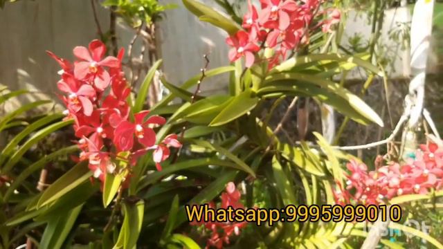 dendrobium ,Mokkara orchid online sale смотреть онлайн