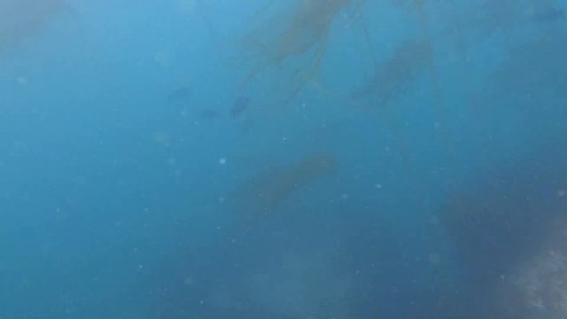 I have NEVER seen this many fish before... SPEARFISHING PARADISE (S1 Ep21) смотреть онлайн