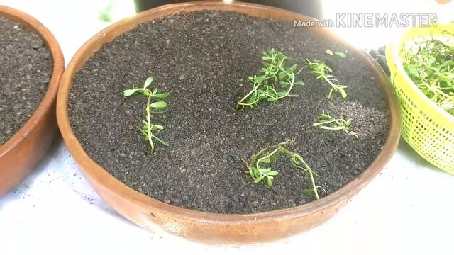 How to Grow Brahmi sag ( Bacopa monnieri ) easily at Home. смотреть онлайн