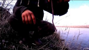 Ловля рыбца на донку! Рыбалка на Дону 2021! Ловля рыбца на креветку и червя!