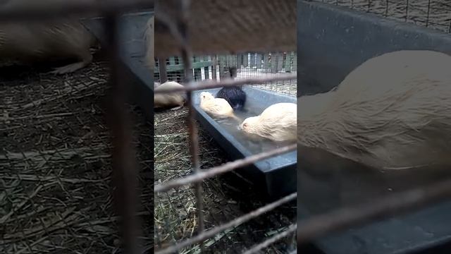 нутрии купаются смотреть онлайн