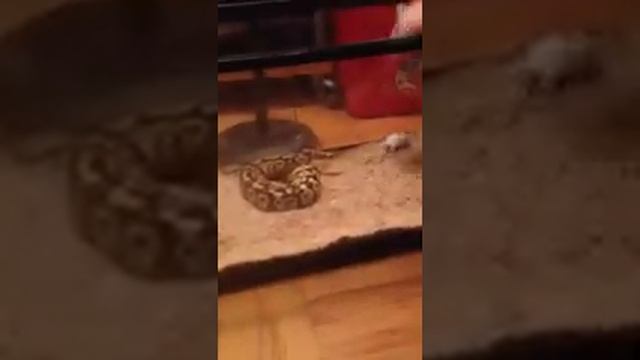 Ball python update (korona) :D смотреть онлайн