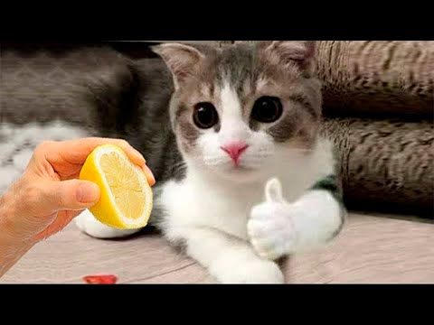 Самое смешное видео с животными - Лучшие видео о кошках? и собаках? недели 2022!