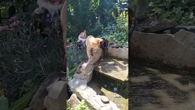 RED CATS.Рыжие кошки. смотреть онлайн