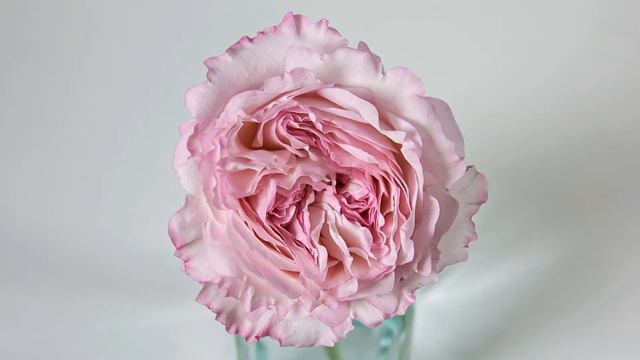 Keira Garden - David Austin Wedding Roses смотреть онлайн