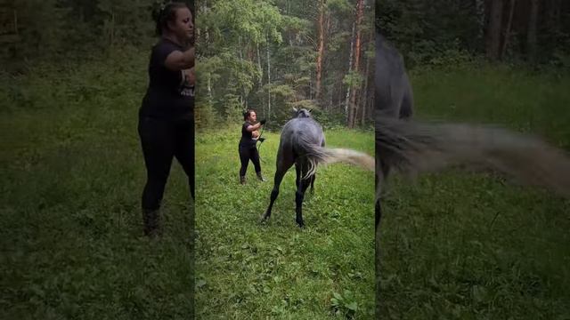 Управление лошадью смотреть онлайн