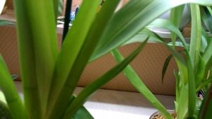 Орхидея Камбрия, уход.