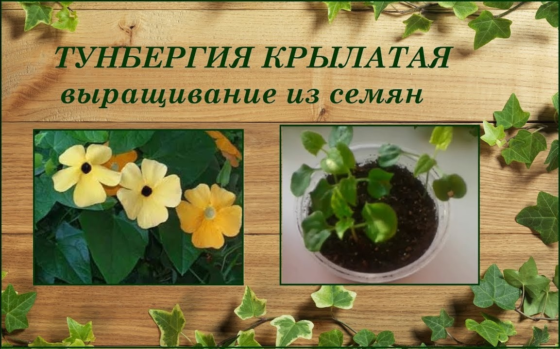 Тунбергия крылатая выращивание из семян смотреть онлайн