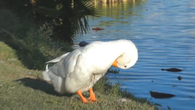 SONY DSC-HX100v test DOF, ZOOM & SLOW MOTION смотреть онлайн