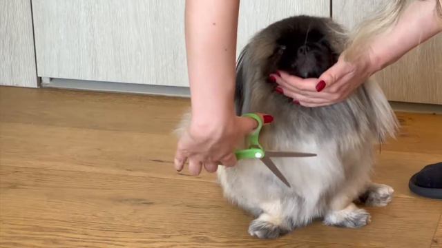 HOW TO CUT & GROOM PEKINGESE COAT AT HOME? смотреть онлайн