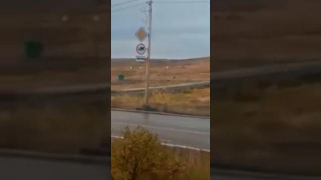 Медведи под Каиром смотреть онлайн