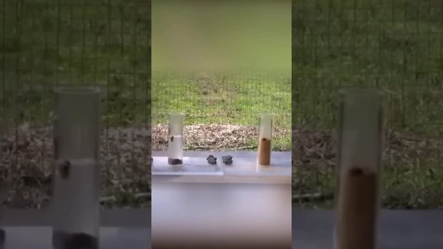 Вороны тоже шутят. смотреть онлайн