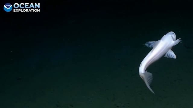 The deep-sea lizardfish observed a depth of 2,358 meters смотреть онлайн