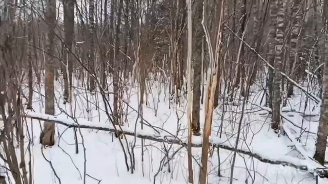 В НП "Смоленское Поозерье" смотреть онлайн