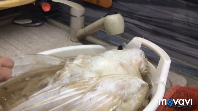 Не запланированный убой индюка Хайбрид Конвектор в 3.5 месяцев !!! ?? смотреть онлайн